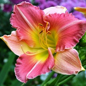 
                https://content.gdesemena.ru/images/catalog/197538_06bf2db0a79b8f31ae35e90a4b5c4d8bd65cbefede8c5c6e3dc781964de2428b.jpg
