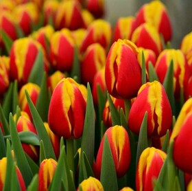 
                https://content.gdesemena.ru/images/catalog/197654_e4677b67ce8a9b822a5c8211511497bd7709aca4ab7a86050636eae8429d5004.jpg
