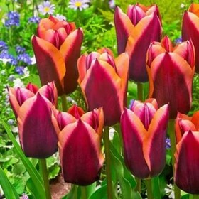 
                https://content.gdesemena.ru/images/catalog/197710_9a379ce3cabffe0bbfa4db482975c03abadffda656323d99716d96420ed2da9e.jpg
