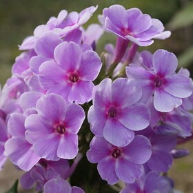 
                https://content.gdesemena.ru/images/catalog/197716_93d2052931f296262f54984371d0079cd29ffff3502c971ff0c76e20f3078912.jpg

