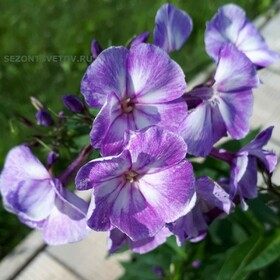 
                https://content.gdesemena.ru/images/catalog/197717_a81f1c2f390a10e5d50340987e8a82c665f7829ef70c0c04b5a38cdc746d4f42.jpg
