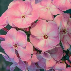 
                https://content.gdesemena.ru/images/catalog/197718_2ab342a6f70e48c72e5978cbfcbaf14b297ebe18ffb5dd22b4b4a8fee5ffde4c.jpg
