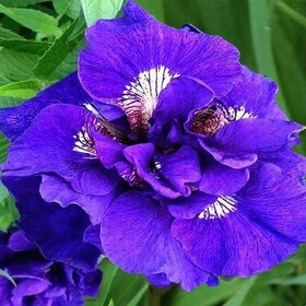 
                https://content.gdesemena.ru/images/catalog/197747_fd9d21e923e9afed2974441c3306673ee93f64f097af6c448c7d83a350ffc677.jpg
