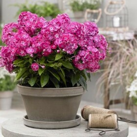
                https://content.gdesemena.ru/images/catalog/197773_c545330cbd8e8b6f7612fb9ee22d25f8c31b301063979c4cb86955a673beeed9.jpg

