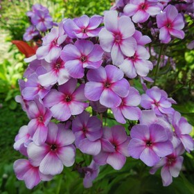 
                https://content.gdesemena.ru/images/catalog/197790_157d1e5335e15c7c782211d0540121105a60ac3186ed163237dda74773c192cb.jpg
