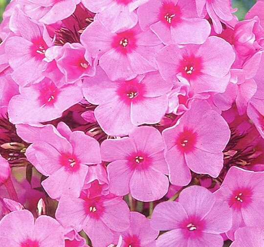 
                https://content.gdesemena.ru/images/catalog/197796_4c58ed3a69e870d1d916f4f70930b97e6a6c4b268cfd50444e961d0c56497914.jpg
