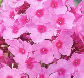 
                https://content.gdesemena.ru/images/catalog/197796_4c58ed3a69e870d1d916f4f70930b97e6a6c4b268cfd50444e961d0c56497914.jpg
