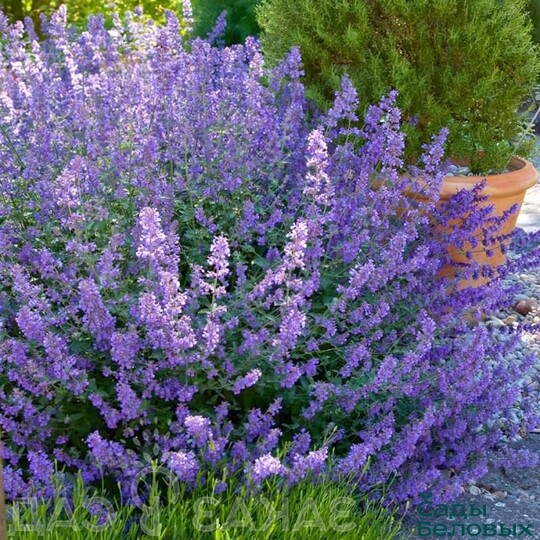 
                https://content.gdesemena.ru/images/catalog/197804_b4807e248ba859b329709aa49a6f5dbe7d709d901cf34501f177debf38ff4ca7.jpg
