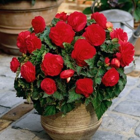 
                https://content.gdesemena.ru/images/catalog/198225_cebeaee26049ee77523b600c5bc284bb6fd49bff6e94e066e900b838449edcd5.jpg
