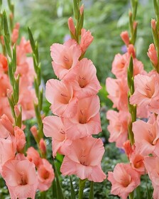 
                https://content.gdesemena.ru/images/catalog/198318_8768b35c00ee2ab19de14031633e28926a456d3e0acc77b0f8d87c324db5a46e.jpg
