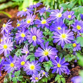 
                https://content.gdesemena.ru/images/catalog/198414_e7522ad42a4ebab6f987562bd00ccf85ca2aa3ed669d1eb3b77d2d40c4e9d7ed.jpg
