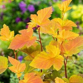 
                https://content.gdesemena.ru/images/catalog/198570_e4e8fd0af381cb58fd488e698593ec8c0ebf39414357f8838843e101c4ad2a61.jpg
