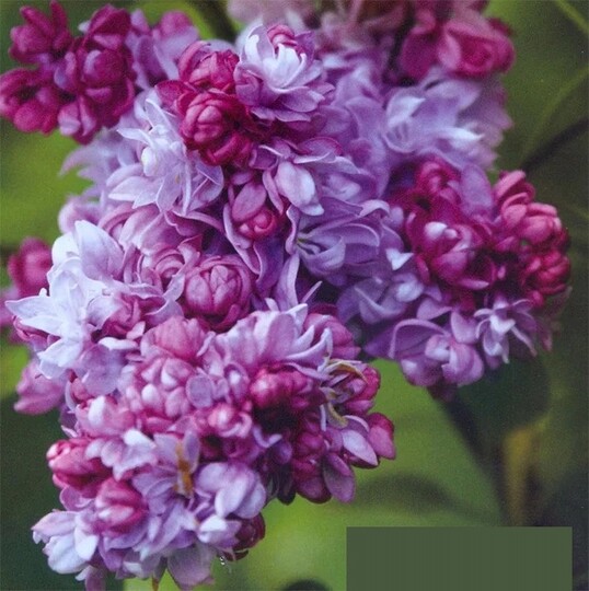 
                https://content.gdesemena.ru/images/catalog/198586_dcefa508af2fcba595cd0ac88b066d9dc1d43b336166301a3f3c19e1f1192883.jpg
