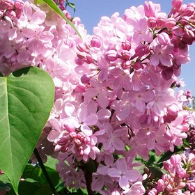 
                https://content.gdesemena.ru/images/catalog/198587_d9f9413fac923e3f3e8ca932a524041facab051b8ccd70d521bc5fa35feea600.jpg

