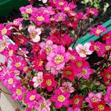 
                https://content.gdesemena.ru/images/catalog/198642_f206be12e28cf6f7f6bf9658b9865c0c3e4d25bee73b8384439ba1c129087031.jpg
