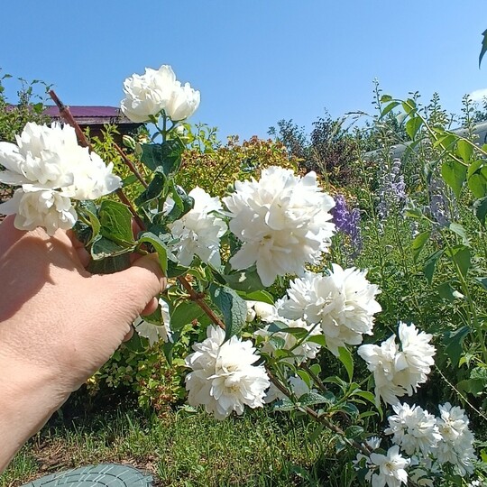 
                https://content.gdesemena.ru/images/catalog/198711_be9d7dd9c9289c7970cbbbe766852b3317950248a97ebe37ffc098b1b2063414.jpg
