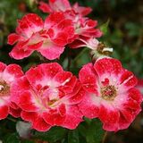 
                https://content.gdesemena.ru/images/catalog/198773_91538dce4332315ba185641b85373b181da2cd9d4ce3b2305e3cec7fd50d77a2.jpg
