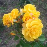 
                https://content.gdesemena.ru/images/catalog/198775_e4c681872dd5eb901f7968288186b9911120502b12892bf7553212aeb806262c.jpg
