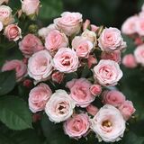 
                https://content.gdesemena.ru/images/catalog/198776_360265a64f8ecd0aec3e839cc69360d2c13a95276de2385277fb783cfcbf90f3.jpg

