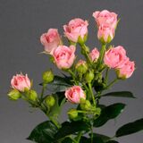 
                https://content.gdesemena.ru/images/catalog/198776_413528b5f0bd978ff678040666d91dfa1d05a8a89dac21c3469902e413366c16.jpg

