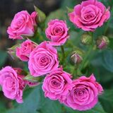 
                https://content.gdesemena.ru/images/catalog/198778_ac0c66c1635d0f812db7ff48319ca24b7813541b9ce8df6cf03cc70c4d5c4a99.jpg
