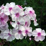 
                https://content.gdesemena.ru/images/catalog/198779_02a5ea251f8331c090763fe34f0b2f7ce72db60242bf5fd22196414c12ff1faa.jpg
