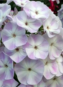 
                https://content.gdesemena.ru/images/catalog/198780_63de2ca5941e1751d51d94111f157fb0e0b4d2c139d0c170bf804165dd841f57.jpg
