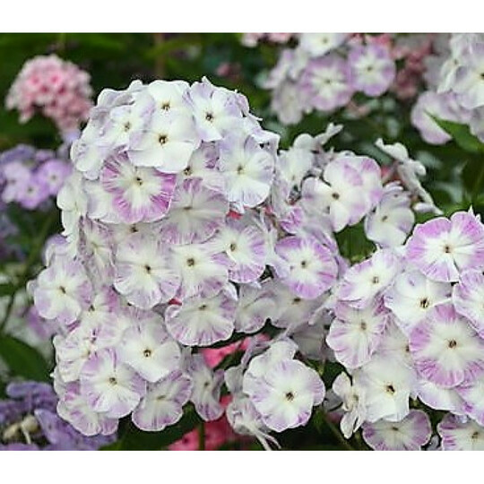 
                https://content.gdesemena.ru/images/catalog/198780_ebd08fbab4d9c0f85c8b00f716b8d80859b1a0f1b74126a77cb371b5f979133e.jpg
