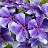 
                https://content.gdesemena.ru/images/catalog/198781_b7bd40f028b8838bb64ed030f929431e22a8352b8634780b3a3837eb39c0f128.jpg
