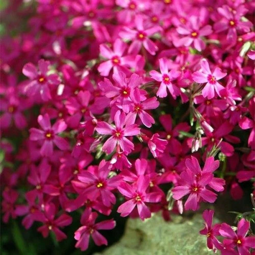 
                https://content.gdesemena.ru/images/catalog/198784_9fa1ab83d7ca132515925db3a818496653a22b234a532844d29859d997724238.jpg
