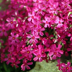 
                https://content.gdesemena.ru/images/catalog/198784_9fa1ab83d7ca132515925db3a818496653a22b234a532844d29859d997724238.jpg
