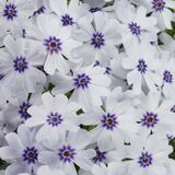 
                https://content.gdesemena.ru/images/catalog/198788_4893d3dc7b62611e428f458364c9b8a6a0a38507bbe179b6040bba3b476f355a.jpg
