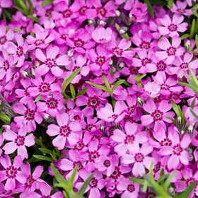 
                https://content.gdesemena.ru/images/catalog/198790_b052768b65eda76f08d640613d3a009a48e121749a6f805701bf85462401c08d.jpg
