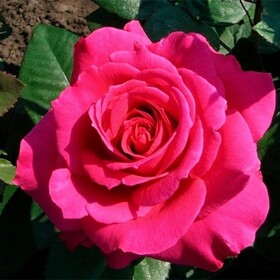 
                https://content.gdesemena.ru/images/catalog/198827_58d4b7053b24ffe472b89a32245d41f02c9dfd9007b6e5f0086c60a23cc287ba.jpg
