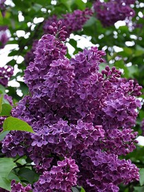 
                https://content.gdesemena.ru/images/catalog/198845_f08801d27b0123ca39e8bf0a2b11fb3da07c34d7a76ae3e88275d606e40f13e3.jpg

