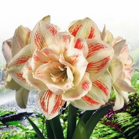 
                https://content.gdesemena.ru/images/catalog/198880_6f779af26f333f97bdd346d07604a275b34e72d5519b1018d9bc065c74a0bd77.jpg
