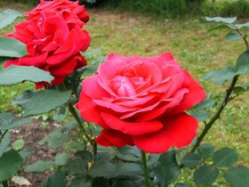 
                https://content.gdesemena.ru/images/catalog/198883_c2cff205a23f03075b237ee3d985a1c4696242caf9b451cfc1adef726a287f9a.jpg

