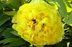 
                https://content.gdesemena.ru/images/catalog/198915_653cb89bf25298138c563e6546d1a19293e79c8ce462e1fd8a8611b2daaa8538.jpg
