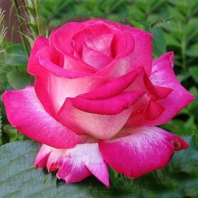
                https://content.gdesemena.ru/images/catalog/198930_24b4d3c4678ec08d5316184258bc64083b26068b5da6826ec7b3b490597e8c17.jpg
