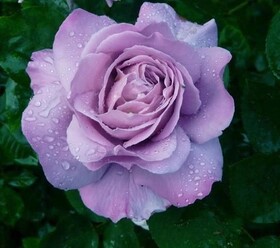 
                https://content.gdesemena.ru/images/catalog/198957_311a848e3b08ae0095b57564a80c9993eff8e8539f84a180151f5346cd1d2a66.jpg
