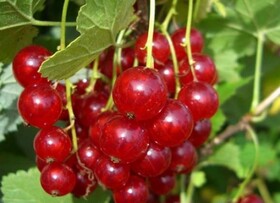
                https://content.gdesemena.ru/images/catalog/198975_ac16dfbf8c3a85e5daafdd373c517b78e61ec51fe2fb46877218c2277e0ec357.jpg
