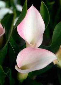 
                https://content.gdesemena.ru/images/catalog/199003_113038d5879a9ead44ac706812199a903cc199363d4c315adef82c550c1649dc.jpg
