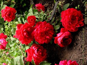 
                https://content.gdesemena.ru/images/catalog/199005_0d5ddd918764a516957b93dc803a2161acc34bc20d8edd47c85c826f795fdf47.jpg
