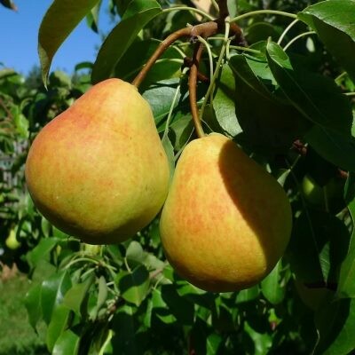
                https://content.gdesemena.ru/images/catalog/199047_a84f15a86b84041c8cfd61e3e0489fc18b989274eec7fab3e9d7938850680a2e.jpg
