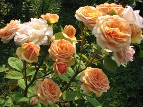 
                https://content.gdesemena.ru/images/catalog/199061_9e4ae2b813f40b9926abf0076c43376950a5a9f7e1f3c4ce1499b9441fc403d0.jpg
