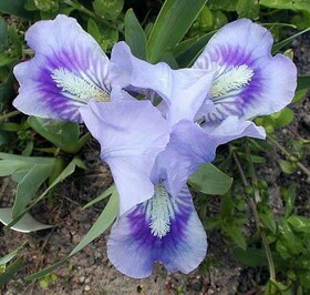 
                https://content.gdesemena.ru/images/catalog/199111_074dd6ac0676930f4febc20a15cace98011aabad6b591b165e984f9817e33685.jpg
