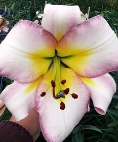 
                https://content.gdesemena.ru/images/catalog/199142_ec0f4fa074b89433e213ce6eb260943ca6d110a9fb98d19fad3263af554cdcc4.jpg

