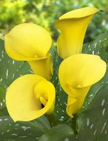 
                https://content.gdesemena.ru/images/catalog/199195_6a2119f092089c566c90ff45aa0c69569260ccfe945379801464fdfcb5afa5fd.jpg
