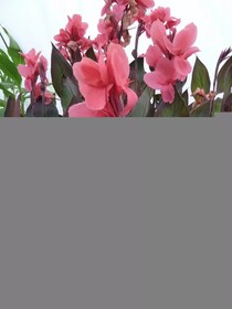 
                https://content.gdesemena.ru/images/catalog/199201_32de7272ce2086284b72143fdc399441535cc097bc0bb470c20f55c5e12d77cc.jpg
