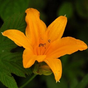 
                https://content.gdesemena.ru/images/catalog/199244_6304106471b6fce4d820732fa43f51d2dc3ec70cba341fb1fbbd905f2aff6cba.jpg
